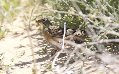 Ortolan (Emberiza hortulana)