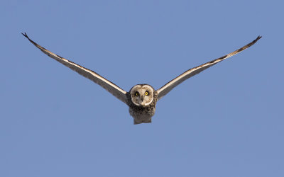 Short-eared owl (Asio flammeus)