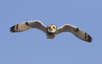 Short-eared owl (Asio flammeus)