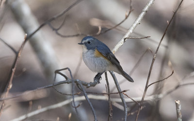 Red-flanked bluetail