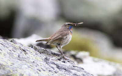 Bluethroat (Luscinia svecica)