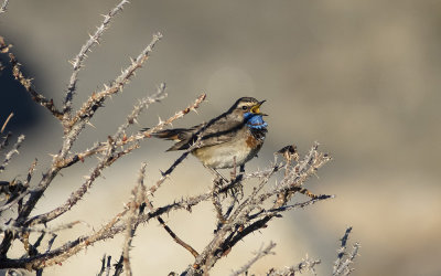 Bluethroat (Luscinia svecica)