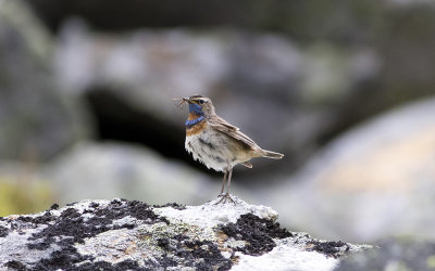 Bluethroat (Luscinia svecica)