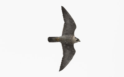 Peregrine falcon (Falco peregrinus)