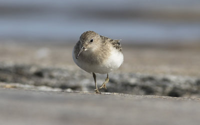 Temminck's stint (Calidris temminckii)