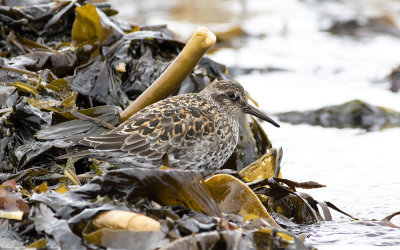 Purple sandpiper (Calidris maritima)