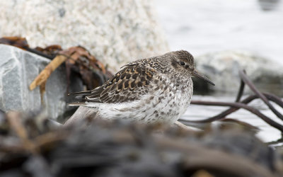 Purple sandpiper (Calidris maritima)