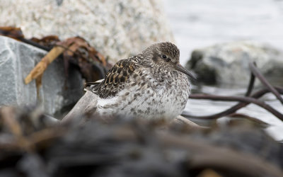 Purple sandpiper (Calidris maritima)