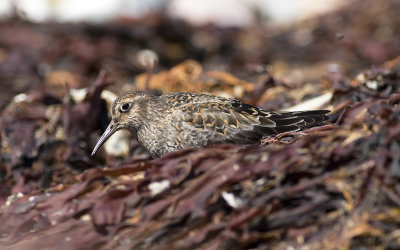 Purple sandpiper (Calidris maritima)