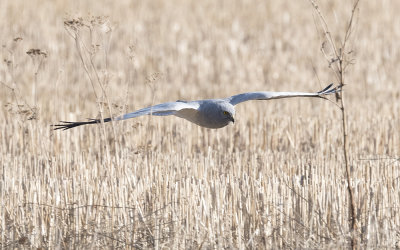 Hen harrier (Circus cyaneus)