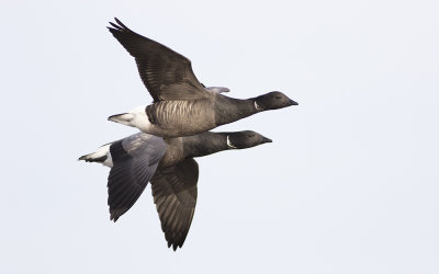 Dark-bellied brant (Branta bernicla bernicla)