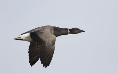 Dark-bellied brant (Branta bernicla bernicla)