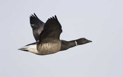Dark-bellied brant (Branta bernicla bernicla)