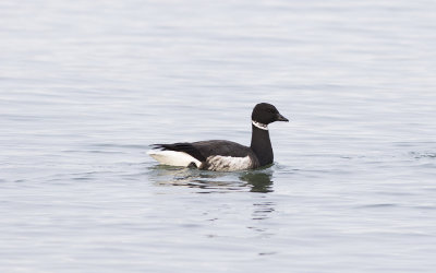 Black brant