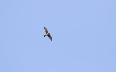 Pallid harrier (Circus macrourus)
