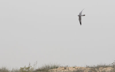 Pallid harrier (Circus macrourus)