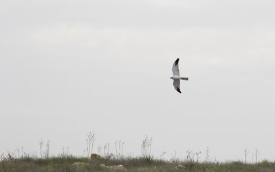 Pallid harrier (Circus macrourus)
