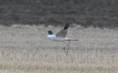 Pallid harrier (Circus macrourus)
