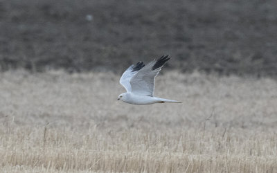 Pallid harrier (Circus macrourus)
