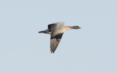 Pink-footed goose