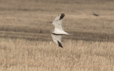 Pallid harrier (Circus macrourus)