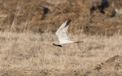 Pallid harrier (Circus macrourus)