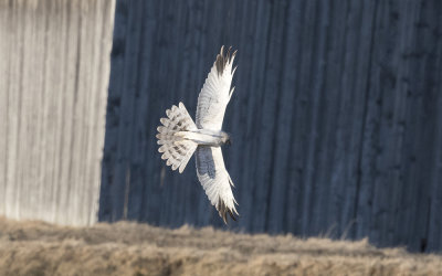 Pallid harrier (Circus macrourus)