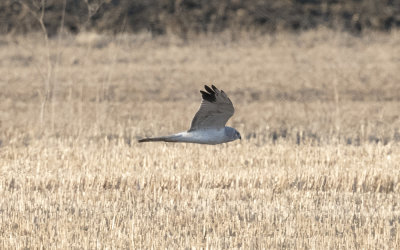 Pallid harrier (Circus macrourus)