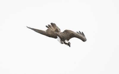 Osprey (Pandion haliaetus)
