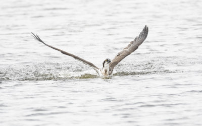 Osprey (Pandion haliaetus)