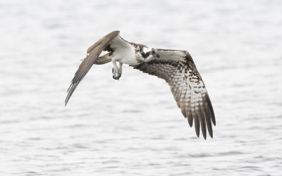 Osprey (Pandion haliaetus)