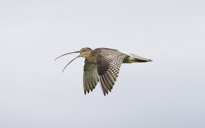 Eurasian curlew(Numenius arquata)