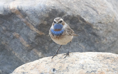 Bluethroat (Luscinia svecica)