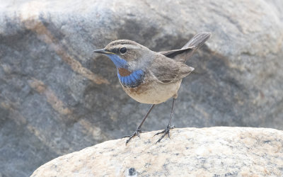 Bluethroat (Luscinia svecica)