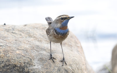 Bluethroat (Luscinia svecica)