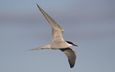 Arctic tern (Sterna paradisaea)