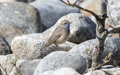 Bluethroat (Luscinia svecica)