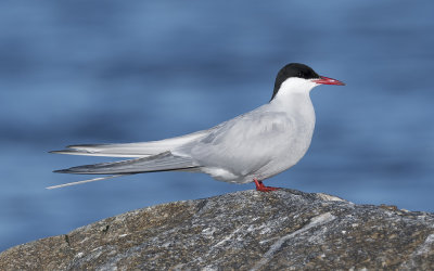 Arctic tern (Sterna paradisaea)