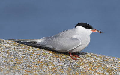 Common tern (Sterna hirundo)