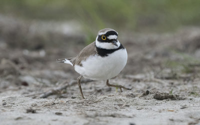 Little ringed plover (Charadrius dubius)