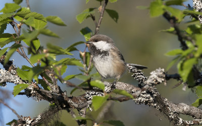 Siberian tit (Poecile cinctus)