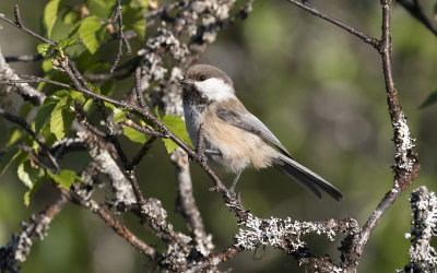 Siberian tit (Poecile cinctus)