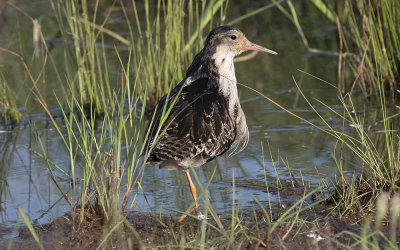 Ruff (Calidris pugnax)