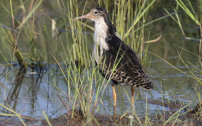 Ruff (Calidris pugnax)