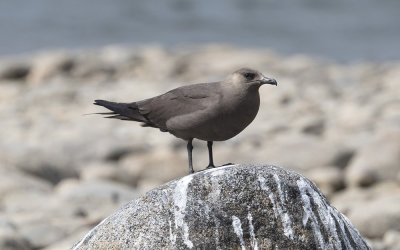 Arctic skua (Stercorarius parasiticus)