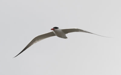 Caspian tern (Hydroprogne caspia)