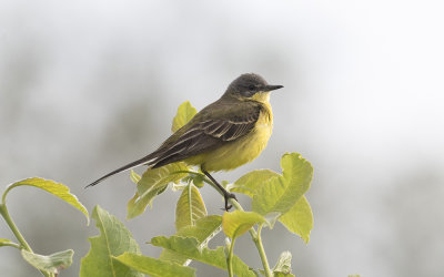 Dark-headed wagtail (Motacilla flava thunbergi)