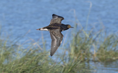 Ruff (Calidris pugnax)