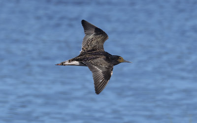 Ruff (Calidris pugnax)