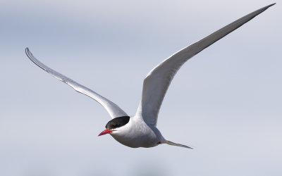 Arctic tern (Sterna paradisaea)
